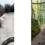 A close up of a white horses face and a picture of a dirt track running through a wooded area.