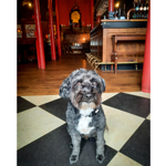 A small dog at The Millowners Arms.