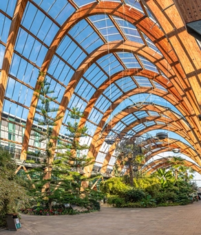 The interior of the Sheffield Winter Garden with lots of plants and trees thriving under the glass roof.