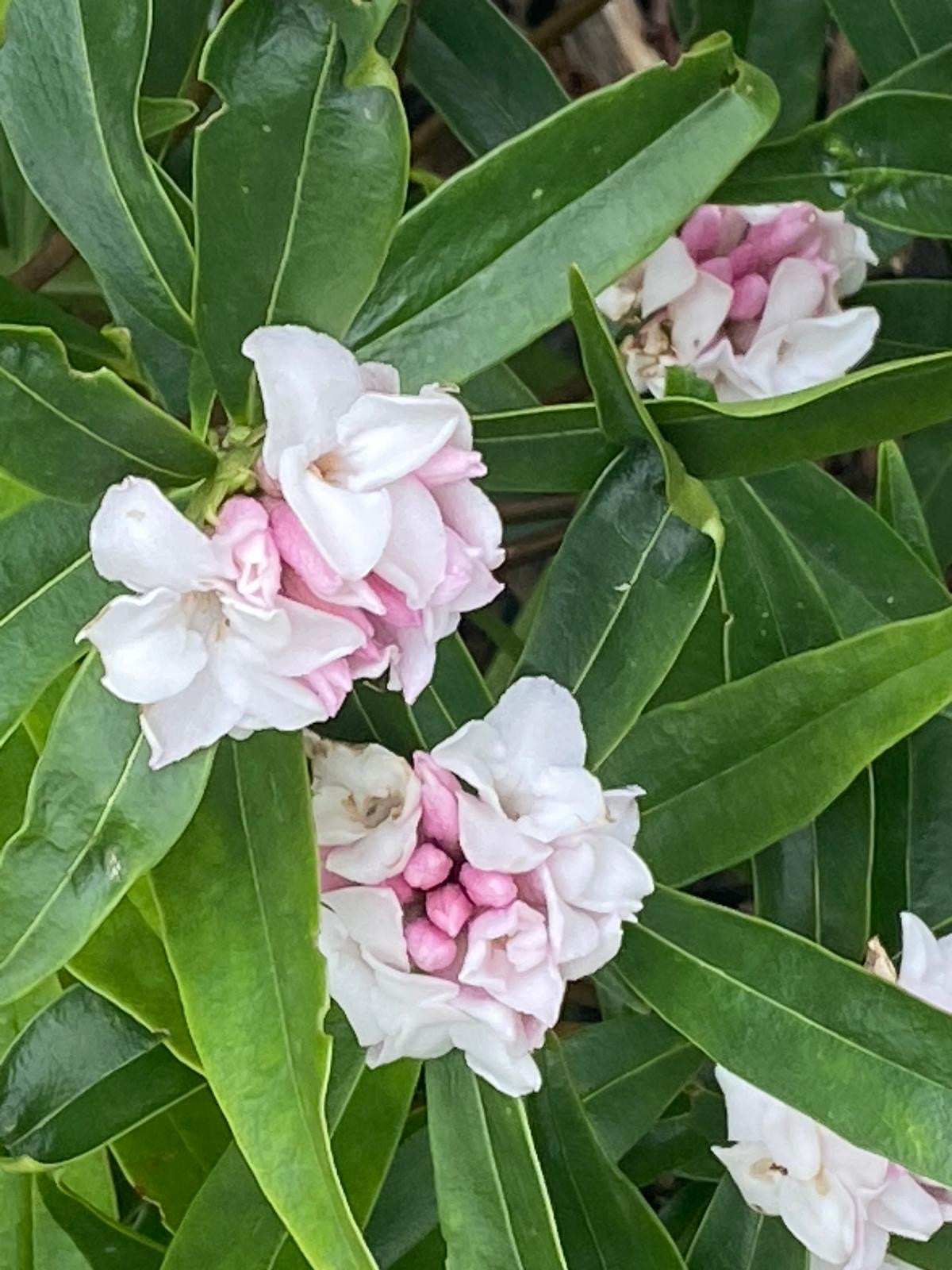 Close-up of clusters of pale pink and white flowers growing among long, glossy green leaves. The blossoms are rounded and layered, with deeper pink buds nestled at their centres. The foliage is dense, creating a lush green background for the delicate blooms.
