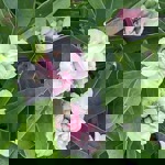 Close-up of clusters of pale pink and white flowers growing among long, glossy green leaves. The blossoms are rounded and layered, with deeper pink buds nestled at their centres. The foliage is dense, creating a lush green background for the delicate blooms.