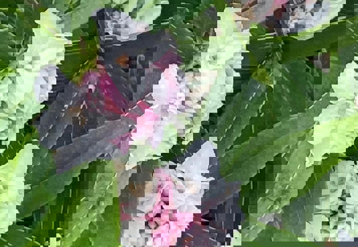 Close-up of clusters of pale pink and white flowers growing among long, glossy green leaves. The blossoms are rounded and layered, with deeper pink buds nestled at their centres. The foliage is dense, creating a lush green background for the delicate blooms.