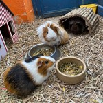 Guinea pigs at Heeley City Farm.
