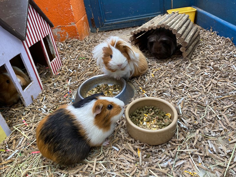 Guinea pigs at Heeley City Farm.