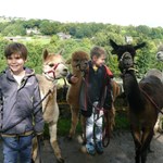Two children are stood smiling with four alpacas, just about to set off for a walk from Holly Hagg.