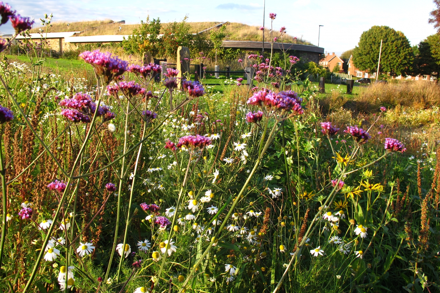 The wildflower meadow at Sheffield Manor Lodge.