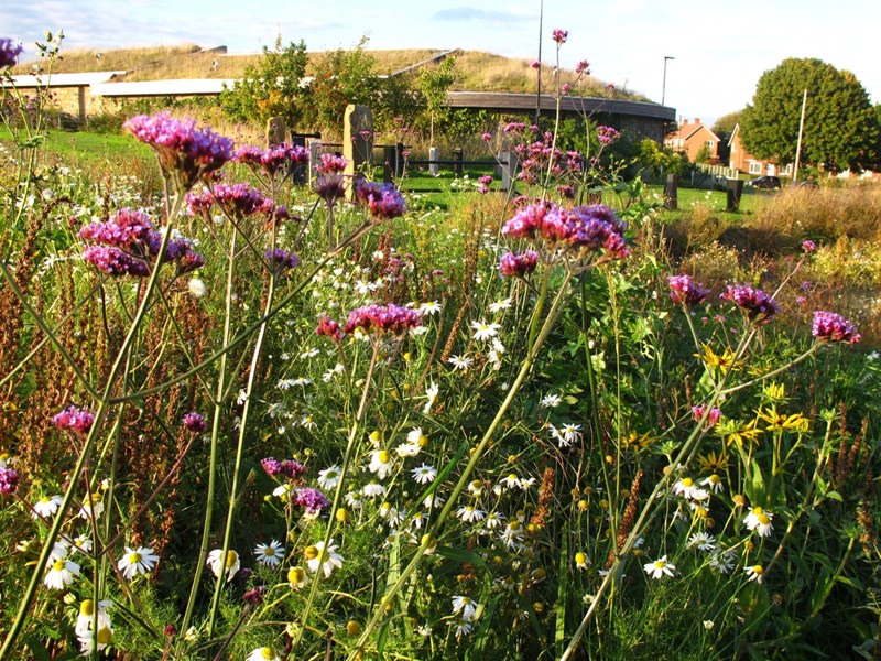 The wildflower meadow at Sheffield Manor Lodge.