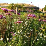 The wildflower meadow at Sheffield Manor Lodge.