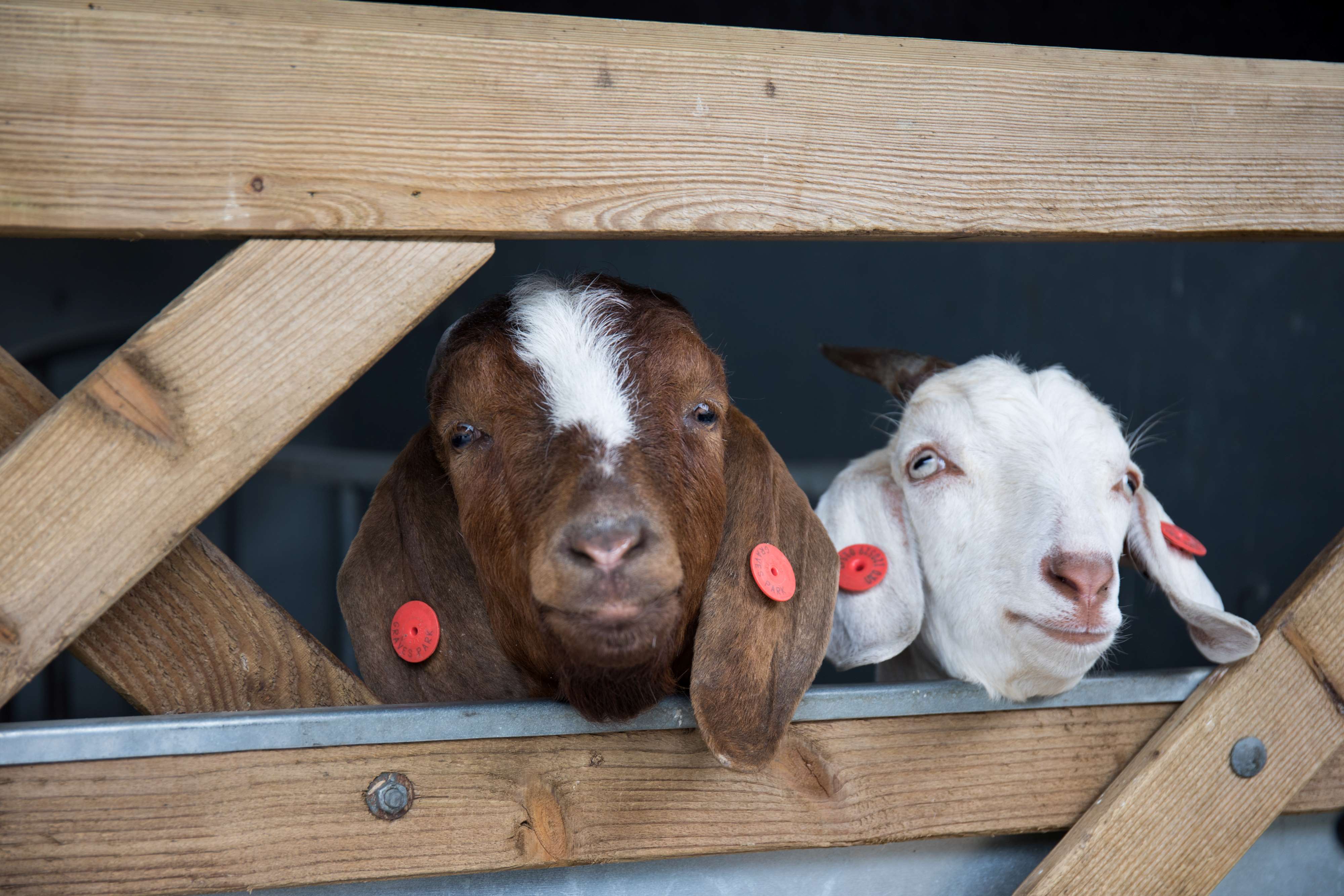 Goats looking through the bars of a wooden gate in the animal farm at Graves Park.