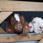 Goats looking through the bars of a wooden gate in the animal farm at Graves Park.