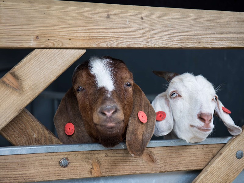 Goats looking through the bars of a wooden gate in the animal farm at Graves Park.