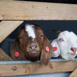 Goats looking through the bars of a wooden gate in the animal farm at Graves Park.