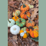 Ten felted pumpkins, all different sizes and colours, laid out on the ground on Autumn leaves.