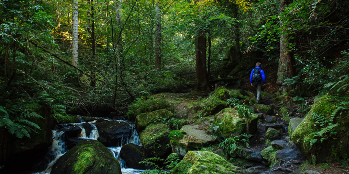 A man walks along a path next to a river in the forest at Wymingbrook  in Sheffield.