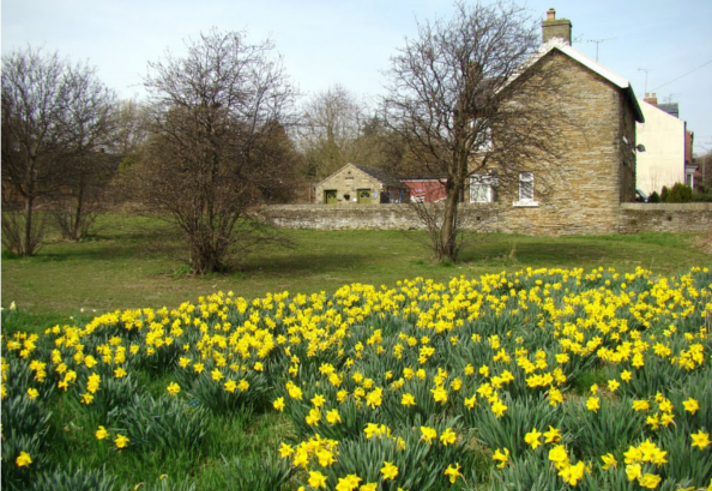 Daffodils at Greenhill Park.