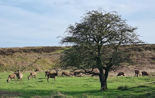 Herd of deer grazing on on Blackamoor