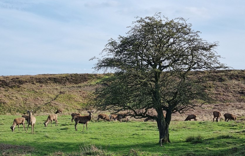 Herd of deer grazing on on Blackamoor