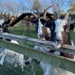 Goats at Heeley City Farm.