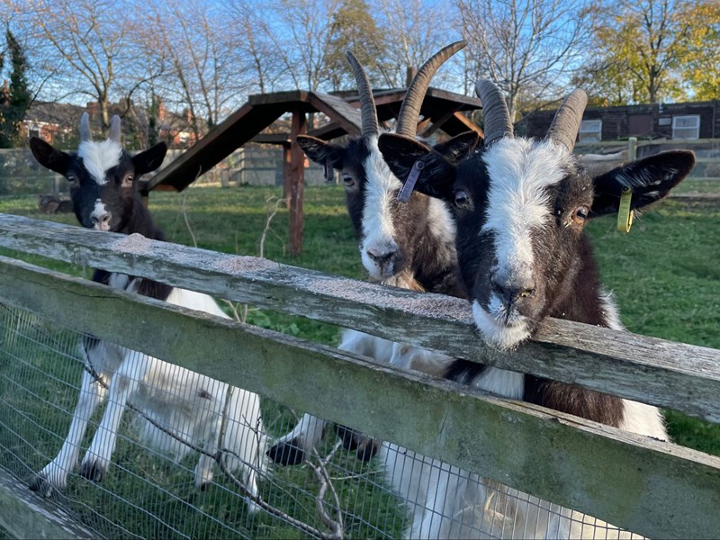 Goats at Heeley City Farm.