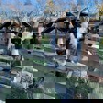 Goats at Heeley City Farm.