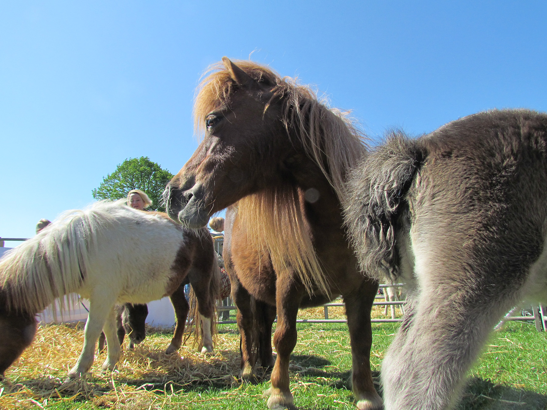 Three small ponies standing on grass in an outdoor pen under a clear blue sky. The central pony is brown with a long mane, facing slightly left. To the left, a white and brown pony grazes on straw, while the right foreground shows the back and tail of a grey pony. A metal fence and a tree are visible in the background.
